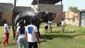 elephant day activities