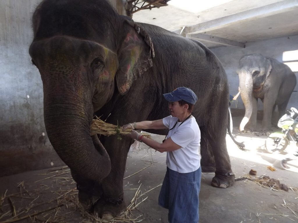 safari en elefante en jaipur