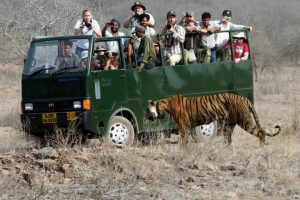 Tiger Safari