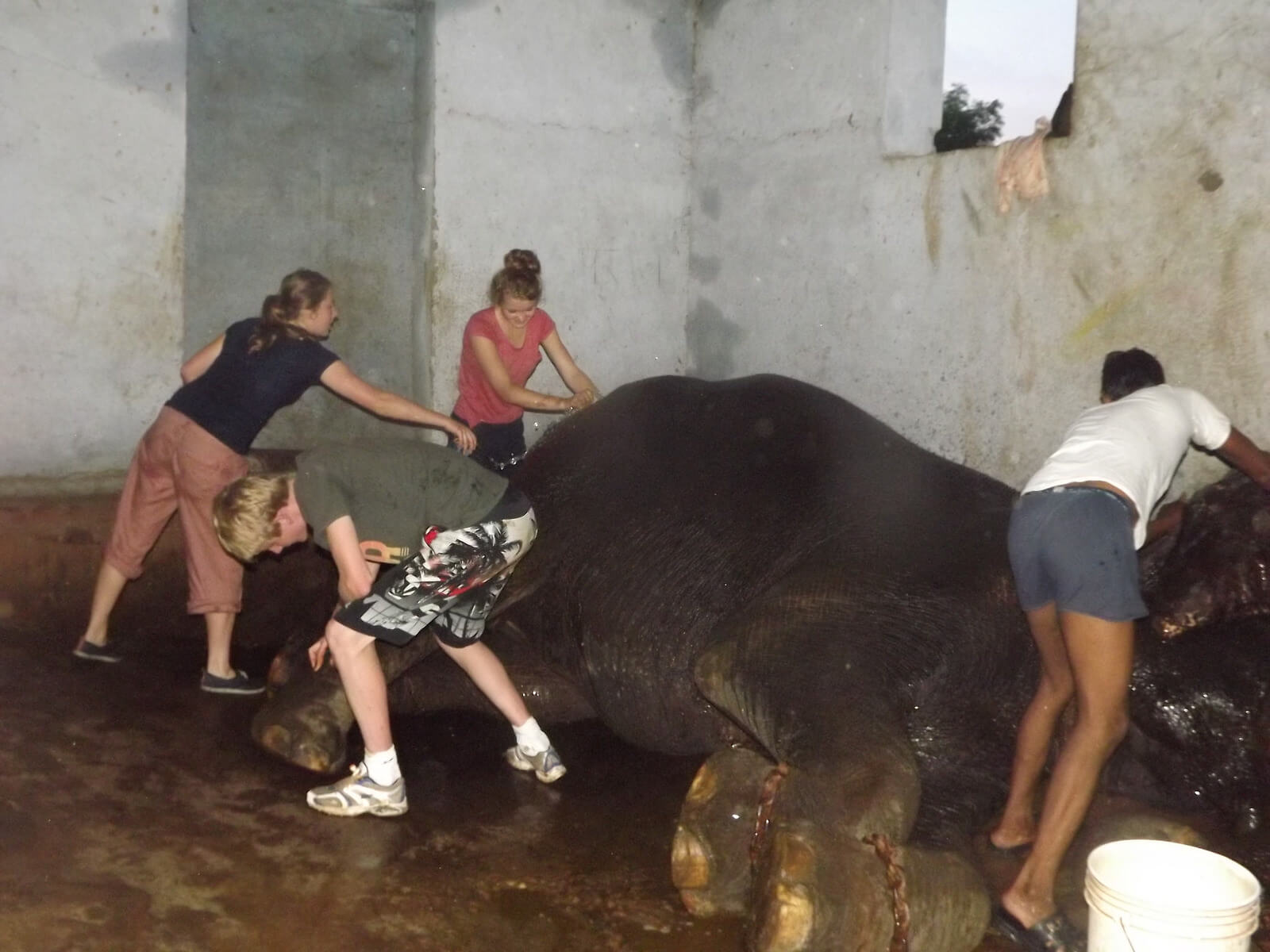 elephant activities in jaipur