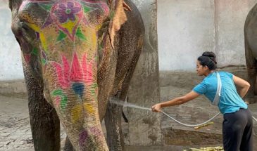 elephant activity jaipur