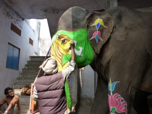 elephant paint jaipur