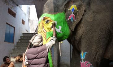 elefante pintar jaipur