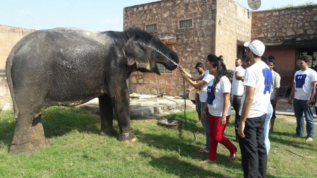 elephant safari in jaipur