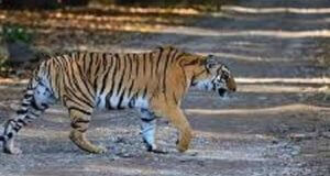 Ranthambore Tiger