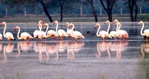 Bharatpur Birds Sanctuary