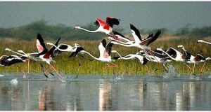 bharatpur birds sanctuary