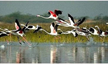 bharatpur birds sanctuary