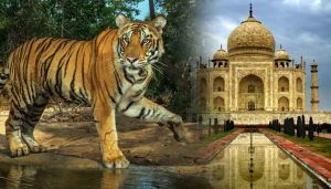 Tiger Safari and Taj Mahal Tour India