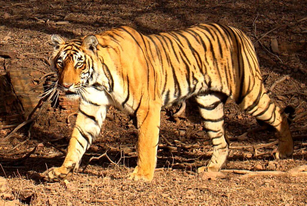 Safari de tigres en Ranthambore