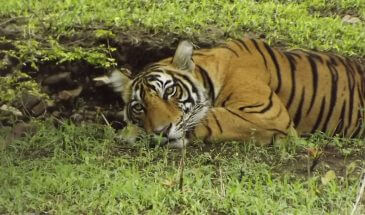 ranthambore tiger safari booking