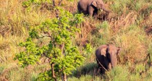 elephant in jungle